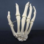 Modell Hand Modell Hand